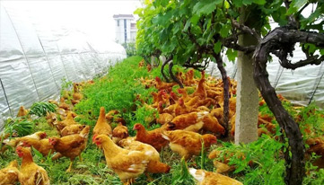 春季林下养鸡如何管理？夏季如何保障林下养鸡高产？